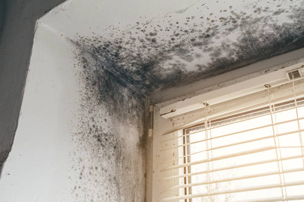Affordable Mold Removal solutions in Livermore, CO